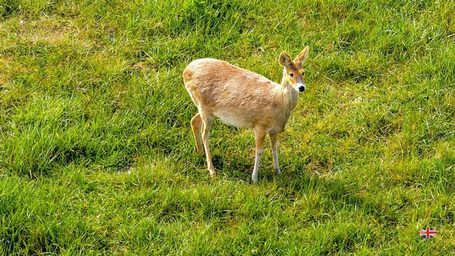 Wild deer on the private 185‑acre landfill site next to Universal Studios UK’s West Gateway Zone